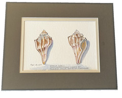 Original Art Watercolor Painting “Whelk Shells” Pat Bush Coastal Beach 10 x 8