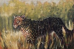 Sunset Hunt – Leopard, Big Cat, Africa, Bush, Wild Cat