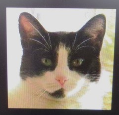 ORDERS ONLY (PLEASE READ DETAILS) YOUR PET PORTRAIT – ACRYLIC ON WOOD – PRYJMAK