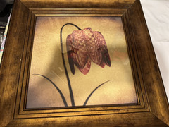 Framed, Crimson Ranunculus, Quality Picture 16 1/2 ”x16 1/2 ”x 1 1/2″ new
