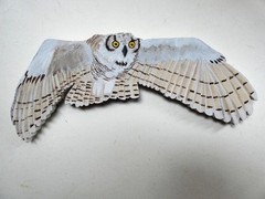 Hand Painted Owls For Wall Art By Phyllis