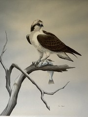 Dave Chapple Painting Bird Fish Realistic Original Large Famous Vintage Listed