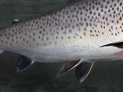 Sporting Painting Sea Trout Nearly Hooked The Silver Zulu Fly By Roger McPhail
