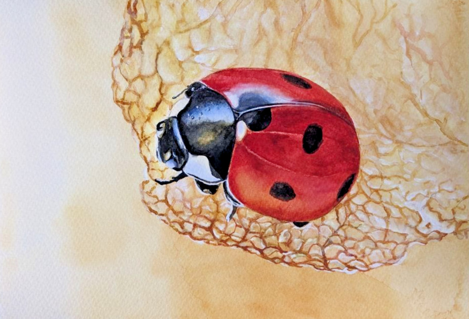 Ladybug on Physalis Watercolor Painting Red Insect on Lantern Leaf A4 Art