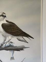 Dave Chapple Painting Bird Fish Realistic Original Large Famous Vintage Listed