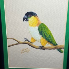 Deborah Helmonds Original Parrot Painting Framed Black-Headed Caique Bird Art