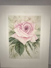 Pink Rose Painting Flora 16×12” Signed Diane Charlton Matted 20×16” Watercolor
