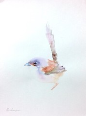 Fairy Wren, Birds, Watercolor artwork, Handmade, Original painting on paper