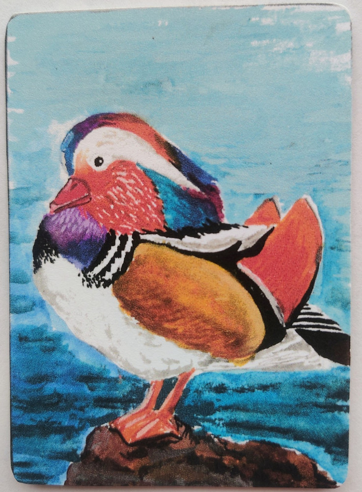 ACEO duck (Print) Single