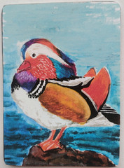 ACEO duck (Print) Single