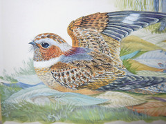 AUSTRALIAN WATERCOLOUR OF BIRDS BY ROBIN HILL 1967 PAINTED ON ART BOARD P118