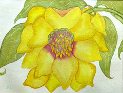 PAINTING WATERCOLOR 11X14 MAT 16X20 FLOWER HELLEBORE YELLOW MAROON ORIGINAL ART