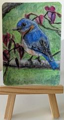 Bluebird New York State Bird Miniature art ACEO watercolor painting original