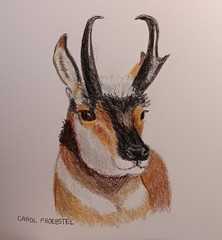 original drawing colored pencil wildlife antelope buck Carol Proebstel