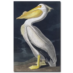 Pelican by Incado Gallery-Wrapped Canvas Giclee Art (36 in x 24 in)
