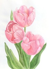 Original watercolor painting „Pink tulips” $55 free shipping decor art