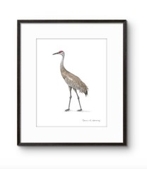 Sandhill Crane 05 – 8″x10″ Giclee Print of Hand-Painted Watercolor, Unframed