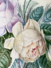 School of Joseph REDOUTE (1759-1840) White Purple Rose Watercolor Vellum Museum