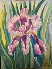K C JONES Painting PURPLE IRIS Water-soluble Crayon Louisiana flower Art