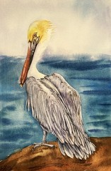 Original Watercolor Brown Pelican Bird Painting Coastal Wildlife Wall Art