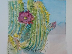 Vivid Desert Blooming Cactus Watercolor & Ink RAMfish Artist 8 1/4″ X 8 3/4″