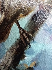 Bird Original Oil Painting 6×4 Framed Signed Wren Animal Miniature Nature Art