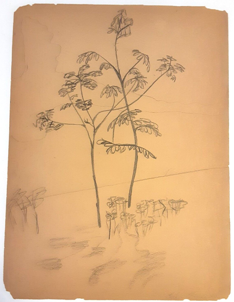 Trees By Helen Jean Hughes Vintage 1940s Drawing Quincy Illinois Artist