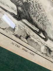 6 zoological illustrations, framed, 31×36 cm