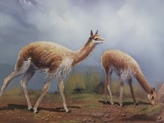 Original Oil Painting Signed & Dated Mountain Top & Lamas Not Mounted