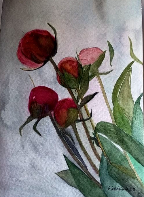 painting original watercolor floral still life pink peony buds on gray backgroun