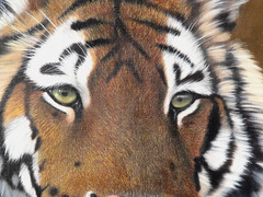 Jonathan Truss – Original Oil Painting – A Portrait of Two Tigers.
