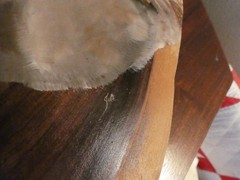 Koala Hand Painted Drift Wood Artist Signed