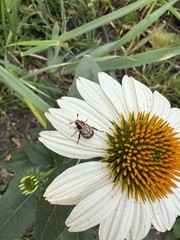 aceo original art painting Coneflower And Beetle