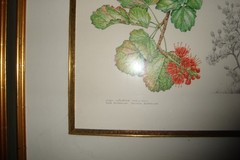 Barbara Jeppe S. African Botanical Watercolor Art work painting Bottlebrush tree