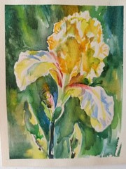 Yellow Iris Flower Watercolor Painting Still Life Irises Floral Wall Art 8“/6“