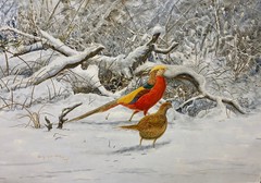 Original Bird Art Painting – Golden Pheasant Pair by Barry Kent MacKay, Signed.