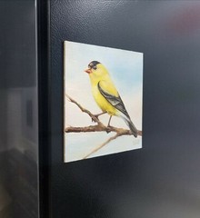 Goldfinch. Original oil painting Backyard bird art. 6×6. Magnetic canvas board.