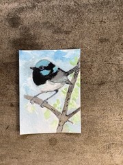 Aceo By Kenna Blue Fairy Wren Bird Painting 2.5” X 3.5” Signed Original
