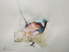 Fairy Wren, Birds, Watercolor artwork, Handmade, Original painting on paper