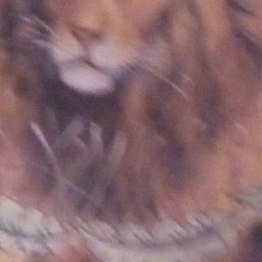 Lion and Tiger Realism Art Painting Small Animals Nature Decor