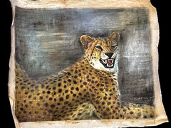 VINTAGE OIL PAINTING OF CHEETAH FROM 1960TH WITHOUT STRETCHER & FRAME.