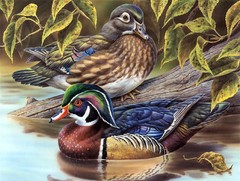 Wood duck Oil painting wall picture art HD Printed on canvas L1399
