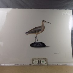 Roy Legaux Sr. Original Watercolor Painting Whimbrel Shorebird 22.5″x30″ VGC