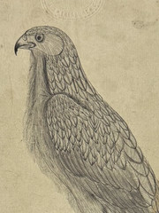 Falcon Bird Authentic Handmade Antique Painting Sketch On Vintage Stamp Paper