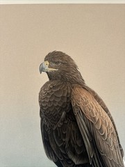 REALIST PAINTING EAGLE BIRD REALISM LARRY HUNT EXHIBITED NATURE WESTERN ARTIST