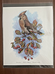 BEAUTIFUL 11″ x 13″ COLOR PICTURE OF A BOHEMIAN WAXWING BIRD