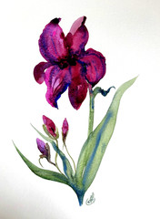 Original Purple Iris Watercolor Painting Floral Art Signed