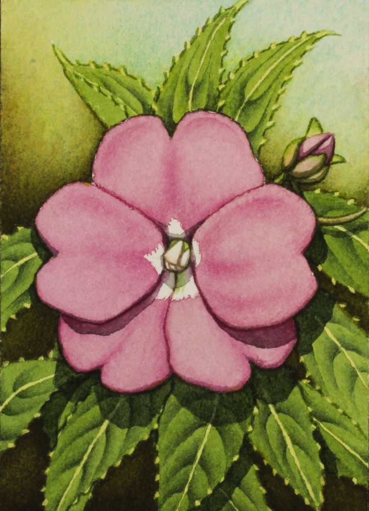 Pink Impatiens Flower, Still Life, ACEO Original, Watercolor, Signed, 2.5×3.5 In