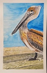 WATERCOLOR PAINTING „Brown Pelican“ Original Art