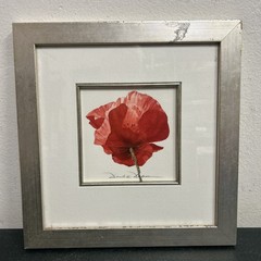 Framed Signed Dorothee Dabrou Red Poppy Watercolor Painting Signed 32 x 32cm